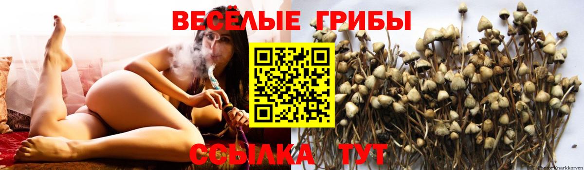 Михайловск  Галлюциногенные грибы GOLDEN TEACHER  Вход с VPN 
